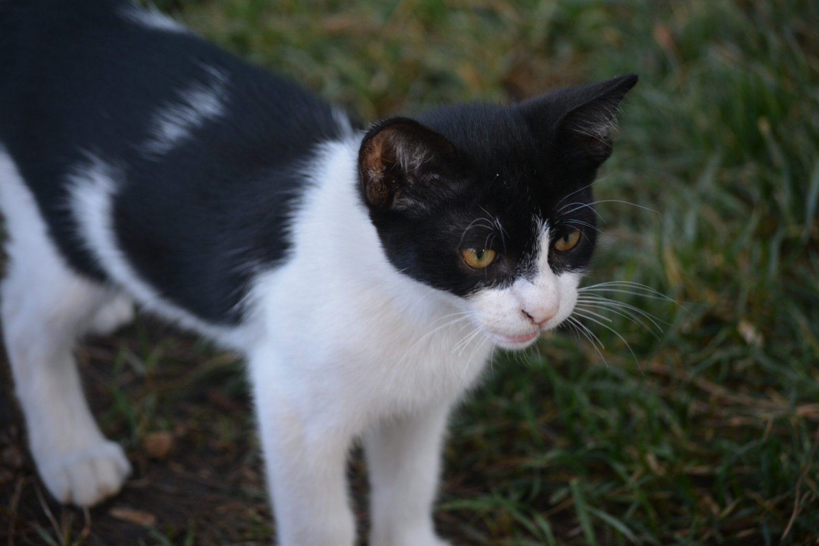 Do Cats Miss Us When We’re Gone? (image credits: wikimedia)