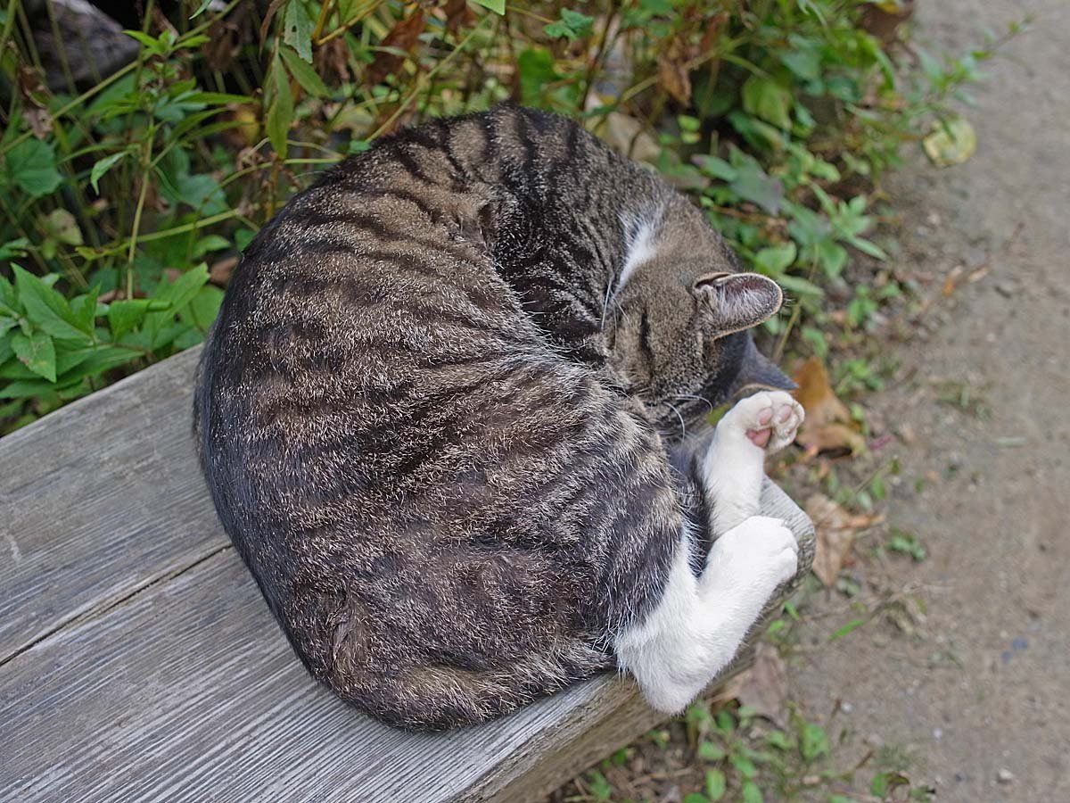 Sleeping on or Near You (image credits: wikimedia)