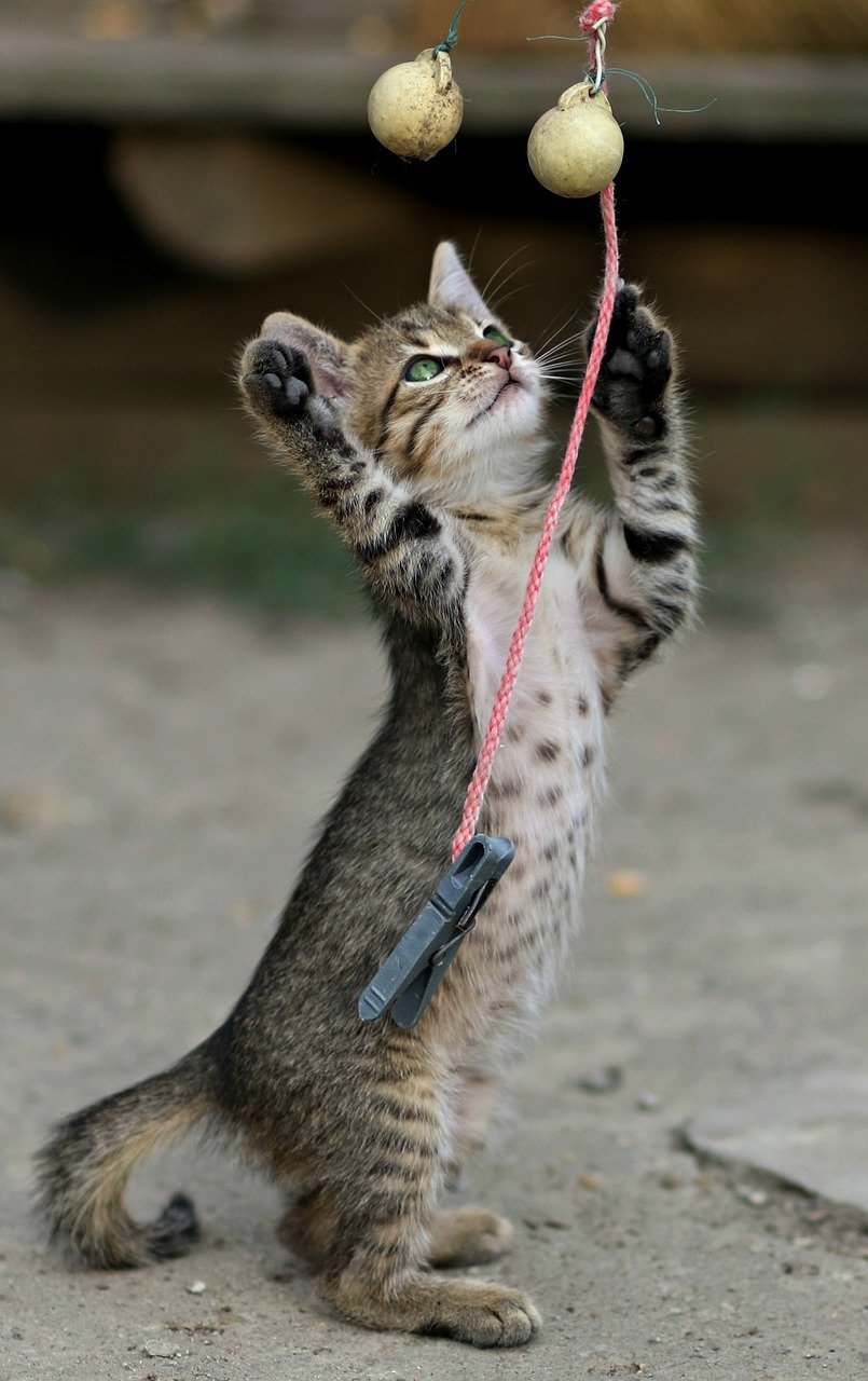Encouraging Gentle Movement and Activity (image credits: pixabay)