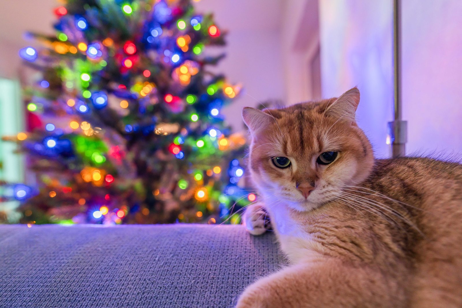 British Shorthair: The Calm Observer (image credits: wikimedia)