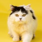 Persian: The Regal Resting Beauty