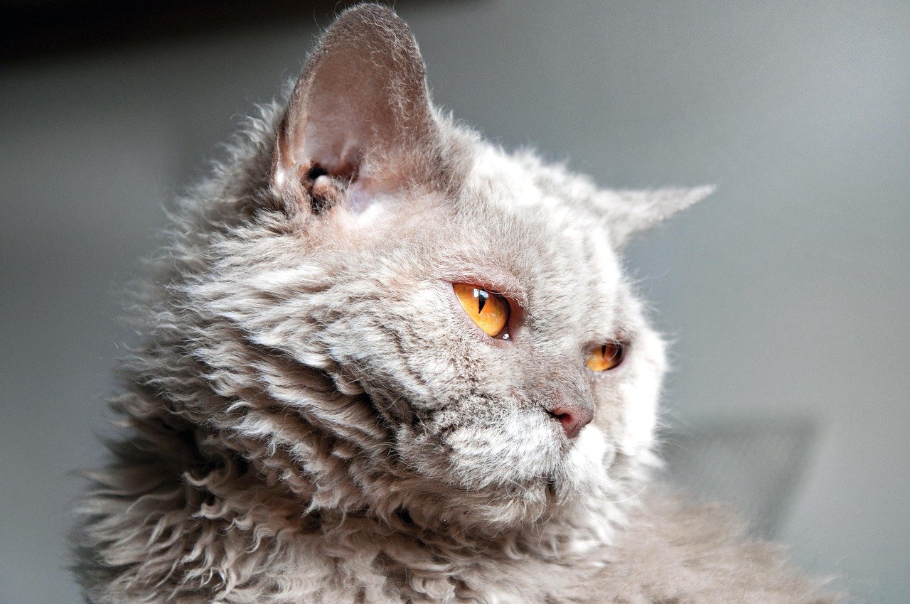 Selkirk Rex: The Relaxed Curly Companion (image credits: pixabay)
