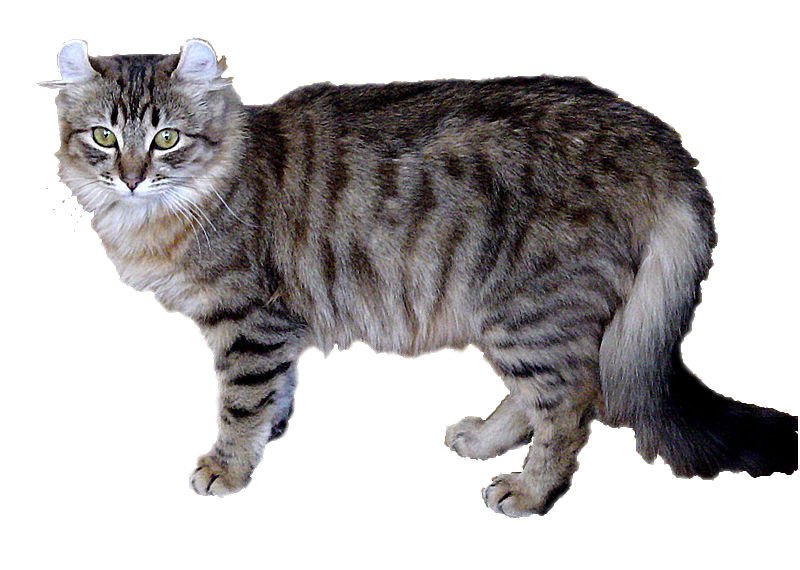 American Curl: The Soft-Spoken Companion (image credits: wikimedia)
