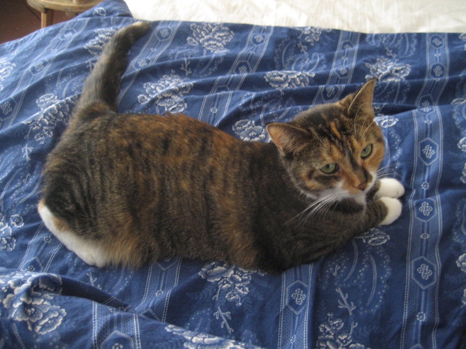 Age and Mobility Considerations (image credits: wikimedia)