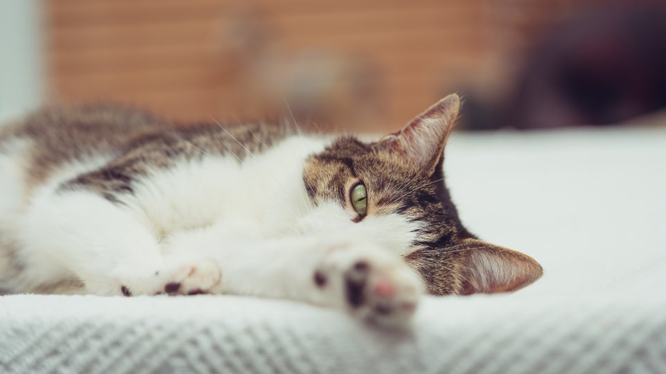 Dreaming Together: Emotional Connections (image credits: stocksnap)