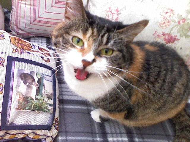 Chirping, Trilling, or Meowing at You (image credits: wikimedia)