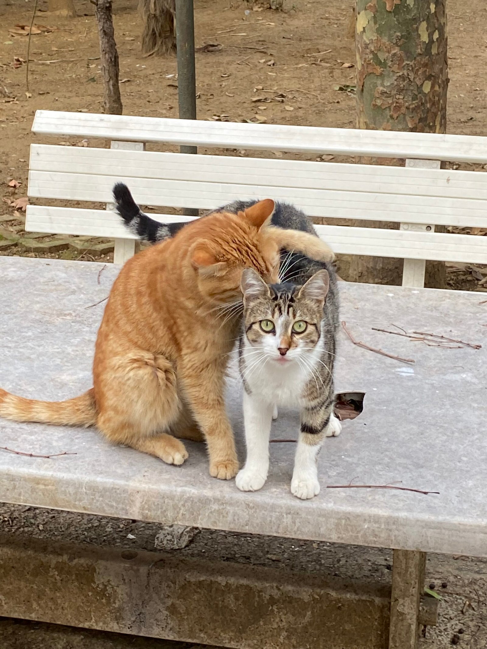 Respect in Multi-Cat Households (image credits: wikimedia)