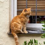 Why Some Cats Avoid Eye Contact to Show Respect