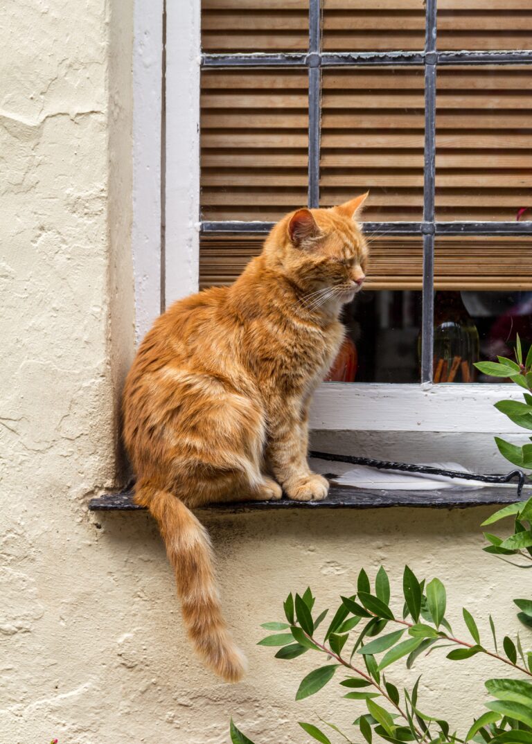 Why Some Cats Avoid Eye Contact to Show Respect