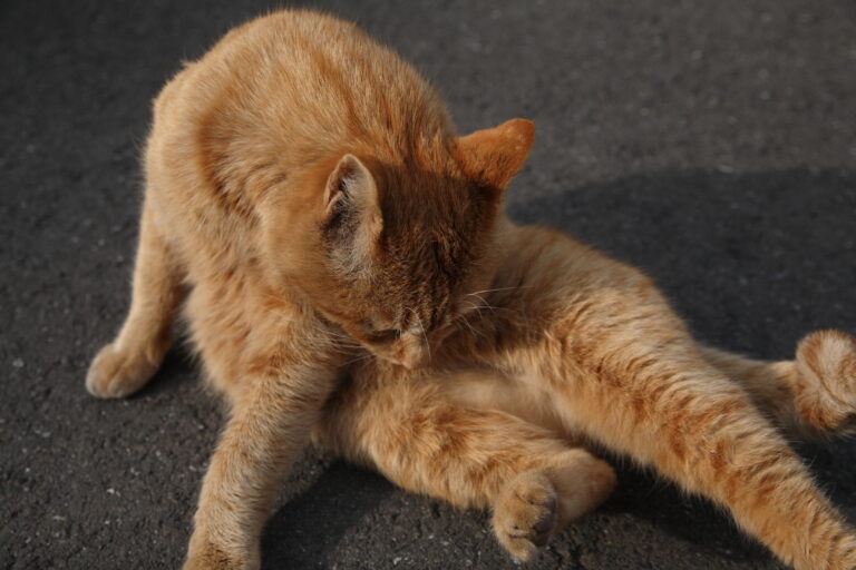 How to Know If Your Cat Is Feeling Emotionally Grounded