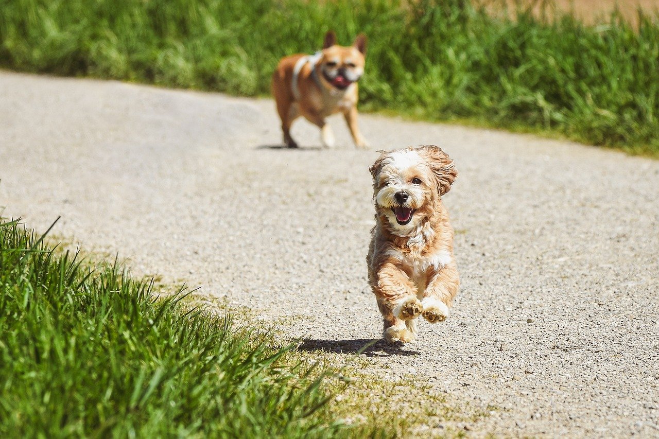 The Sudden Sprint Away from Affection (image credits: pixabay)