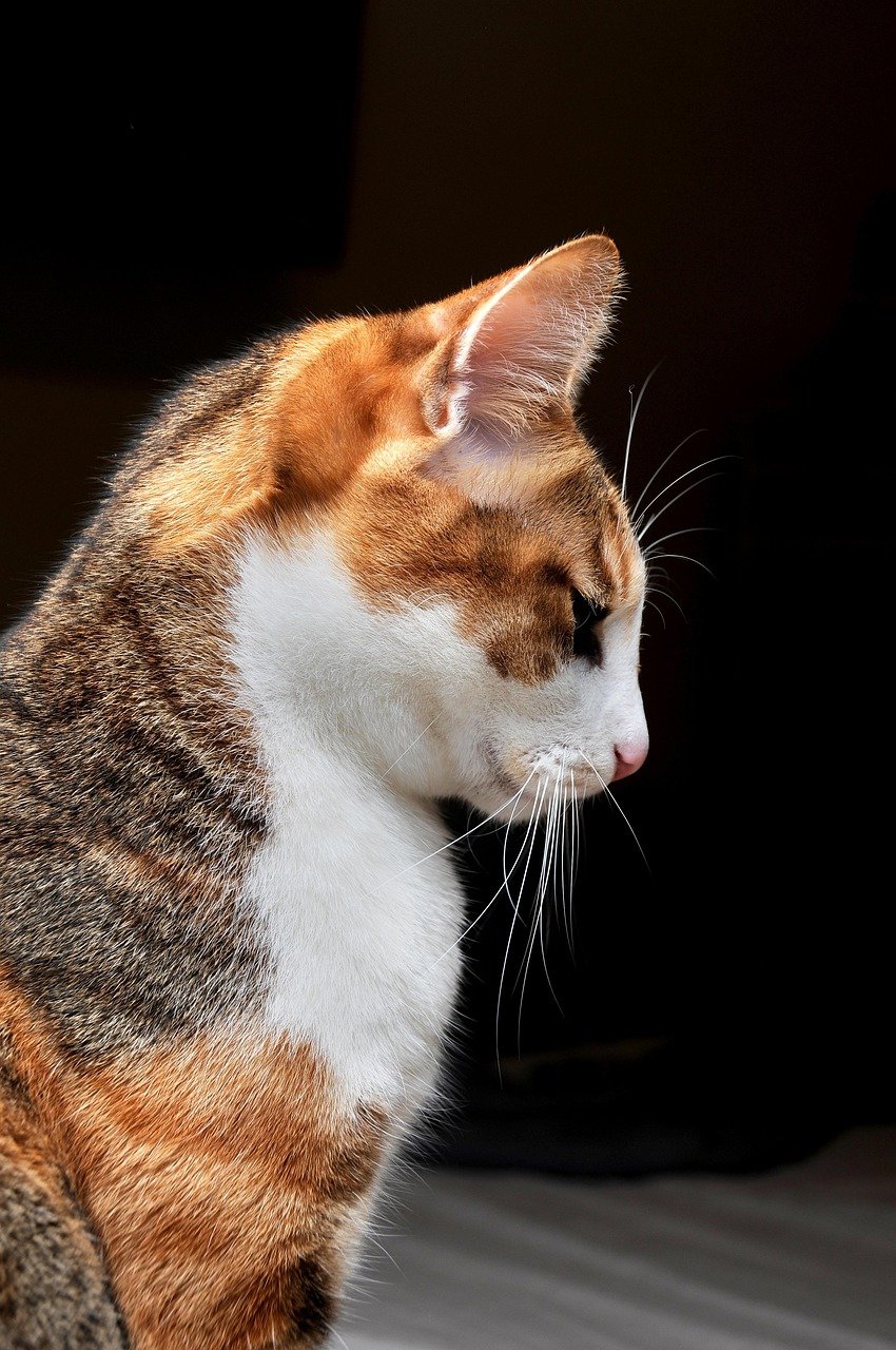 The Silent Stare When You’re Up to Something (image credits: pixabay)