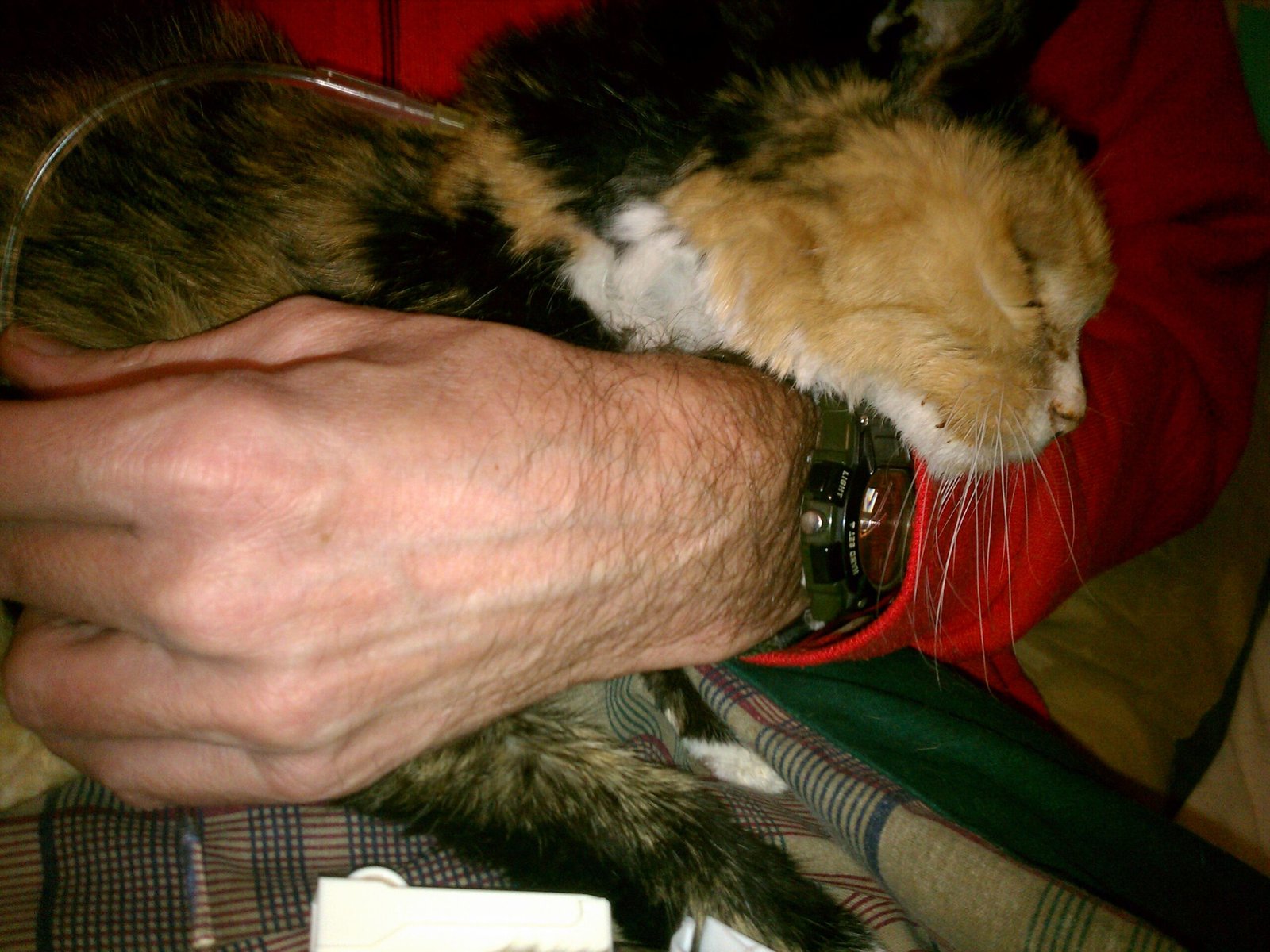 Supporting Older or Special-Needs Cats (image credits: wikimedia)