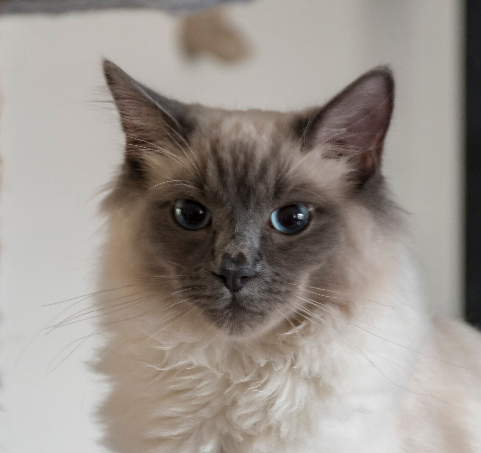Ragdoll: Gentle Souls Who Love Routine (image credits: wikimedia)