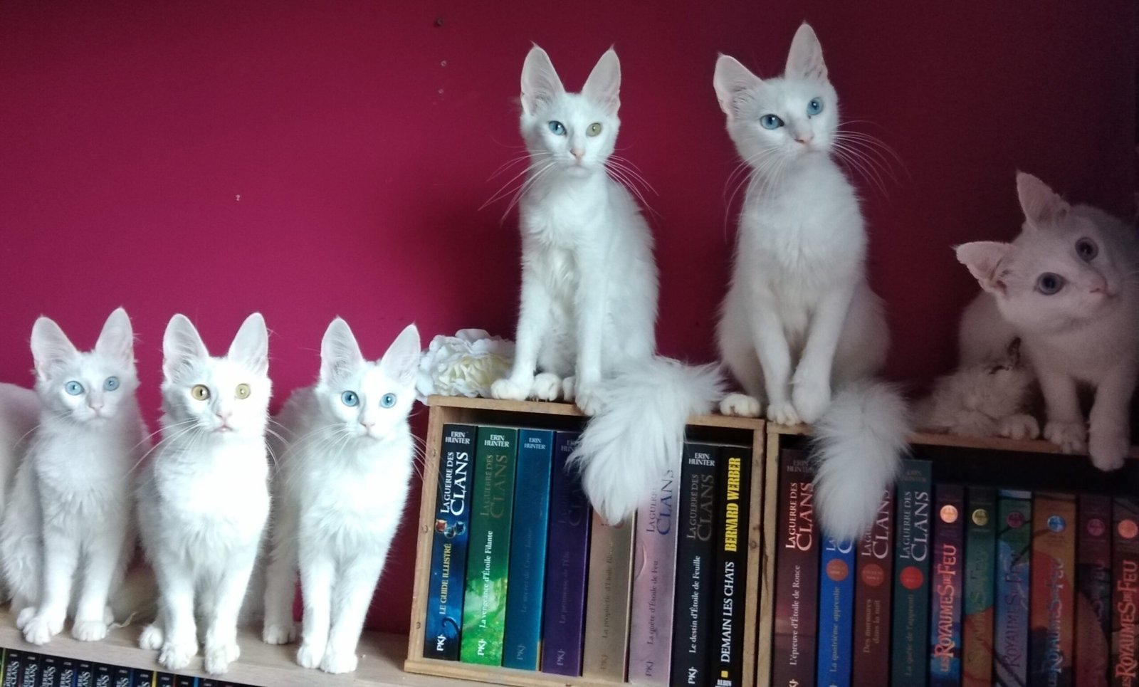 Turkish Angora: Sensitive to Change (image credits: wikimedia)