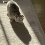 10 Cat Breeds That Crave Stability More Than Play