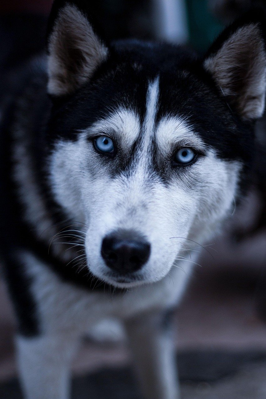 Make Eye-Level Contact When Possible (image credits: pixabay)
