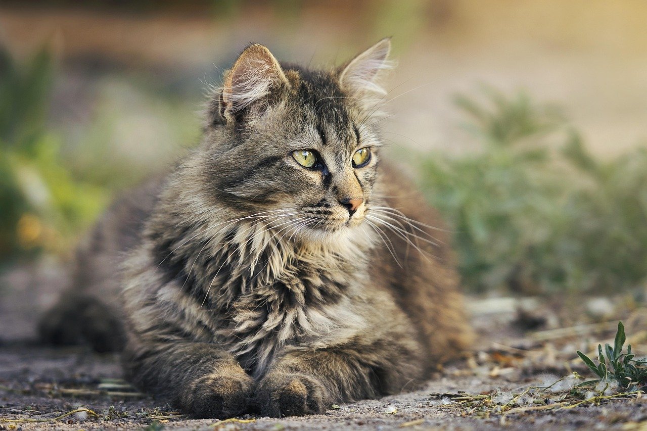 Respect Their Alone Time (image credits: pixabay)