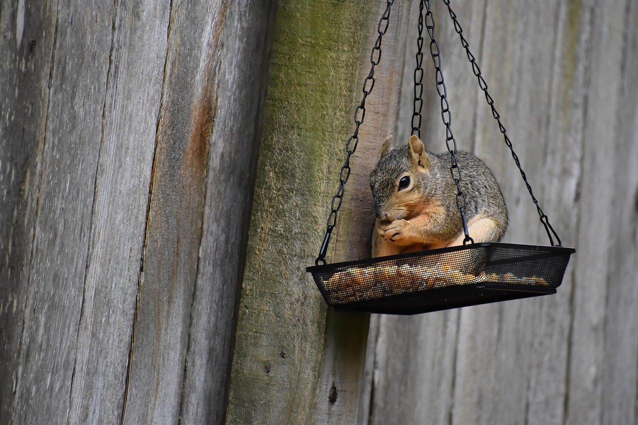 Feeding and Caregiving Patterns (image credits: pixabay)