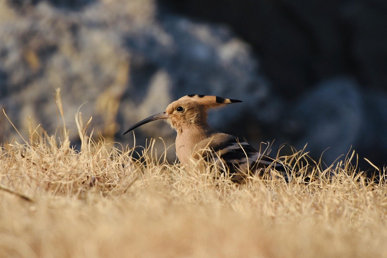 Protective or Watchful Behavior (image credits: pixabay)