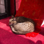 10 Cat Habits That Reveal You’ve Become Their Person