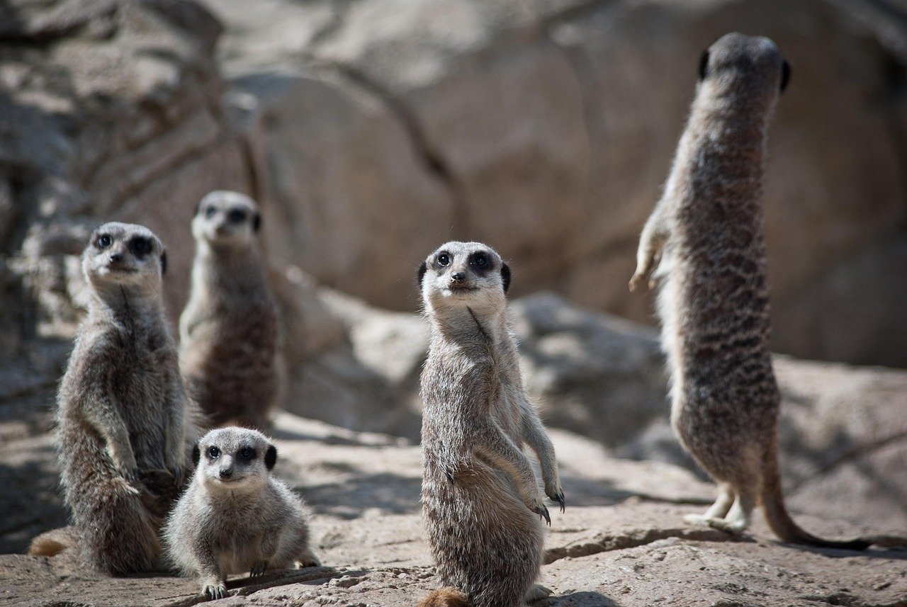 Showing Anticipation With Erect Posture and Alert Ears (image credits: pixabay)