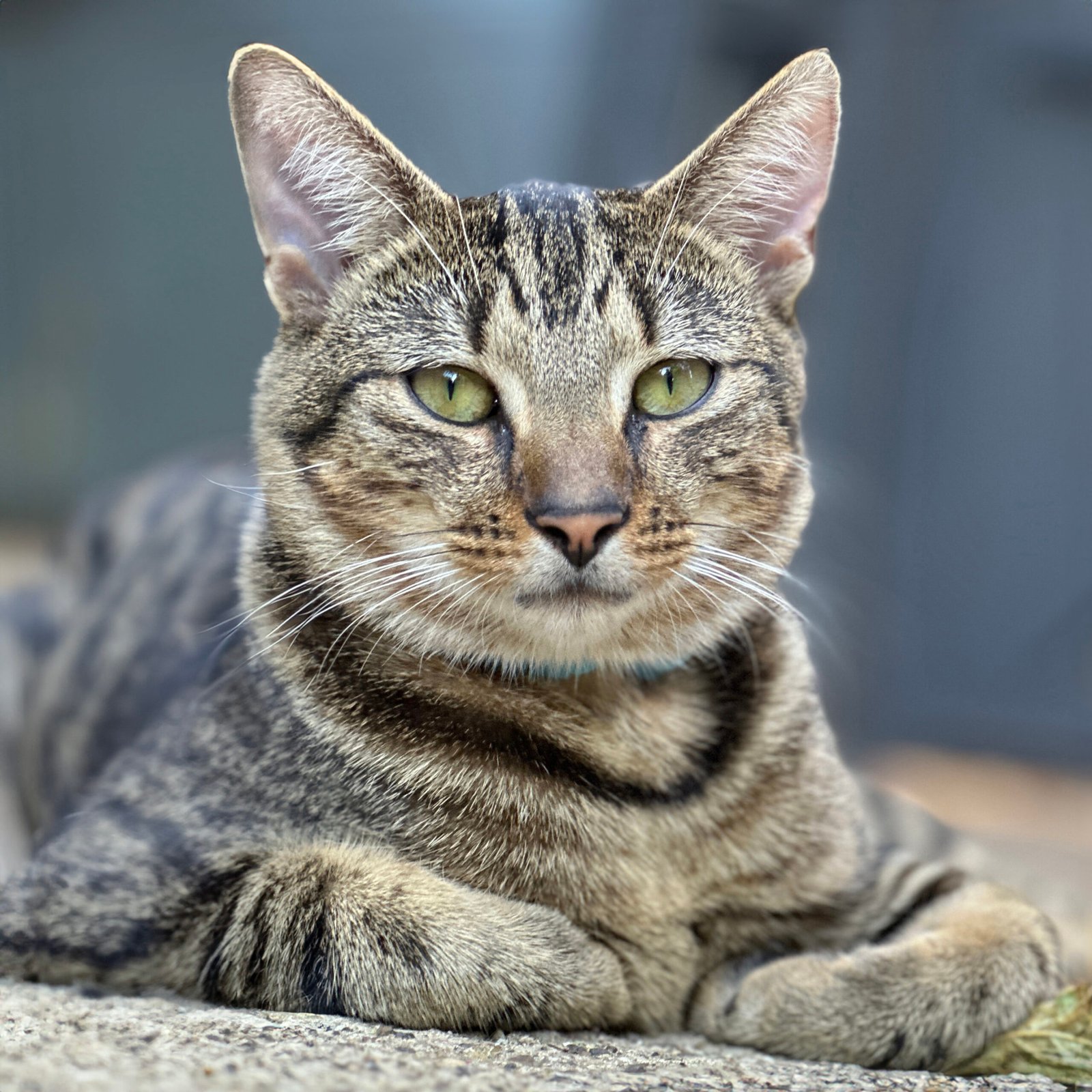 The Enigmatic Gaze of the Domestic Cat (image credits: wikimedia)
