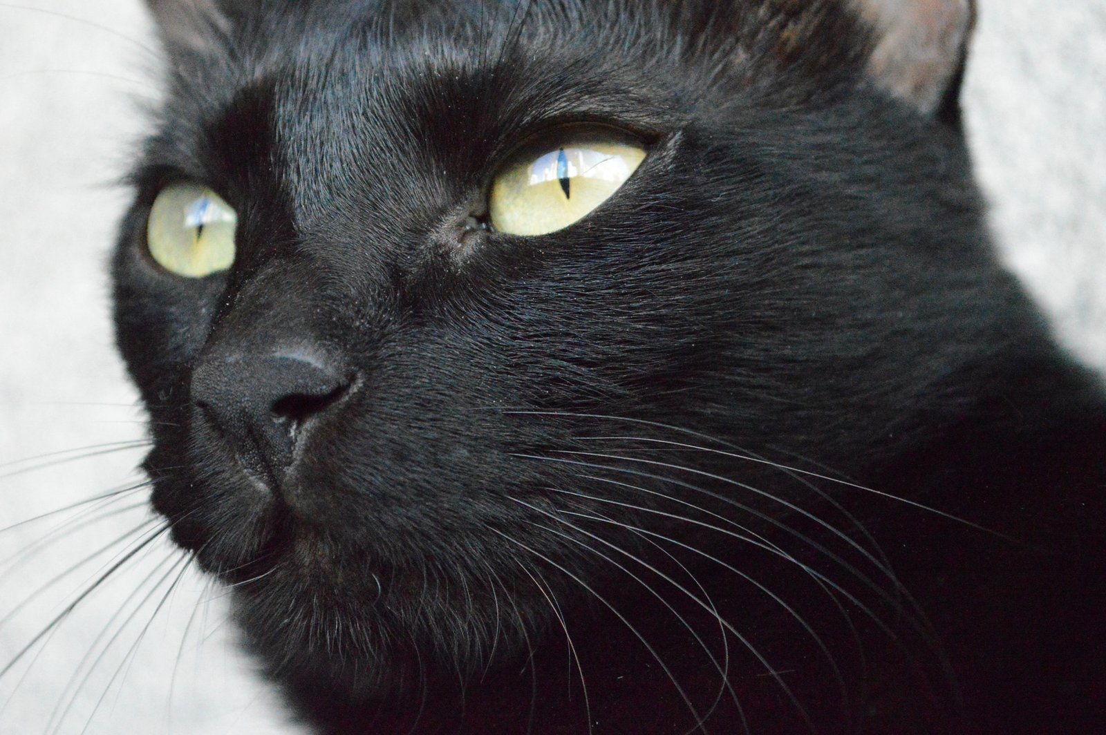 How to Respond When Your Cat Watches You (image credits: wikimedia)