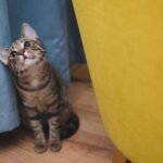 10 Quiet Cat Behaviors That Signal Deepening Trust