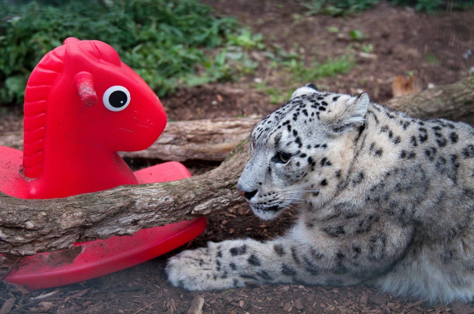 Environmental Enrichment and Security (image credits: wikimedia)