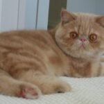 Exotic Shorthair: The Plush Confidant