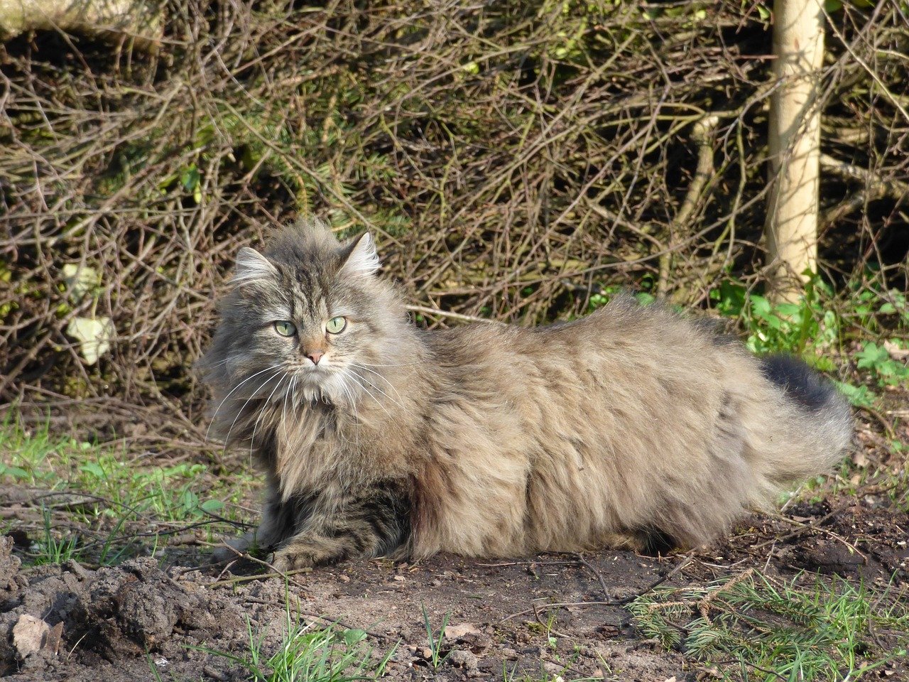 Norwegian Forest Cat: The Watchful Guardian (image credits: pixabay)