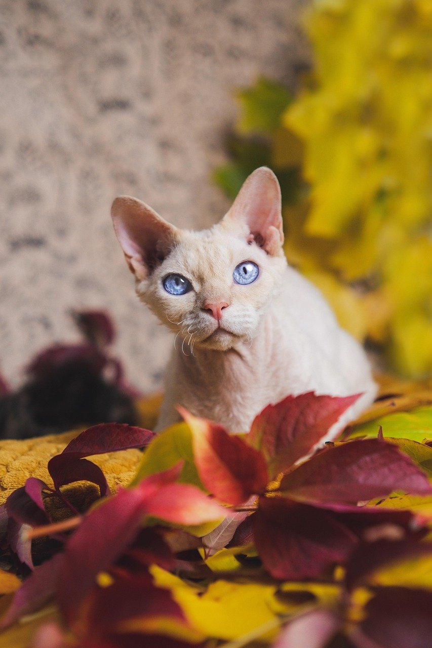 Devon Rex: The Quiet Cuddlebug (image credits: pixabay)