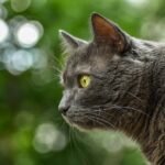 10 Cat Breeds That Prefer Loyalty Over Loudness
