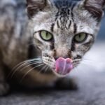 Licking: Grooming as an Act of Love