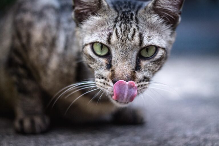 Licking: Grooming as an Act of Love