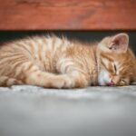 8 Cat Behaviors That Reveal You're Their Emotional Anchor