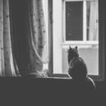 Why Cats Return to Familiar Rooms When They Miss You