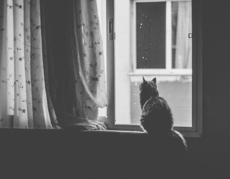 Why Cats Return to Familiar Rooms When They Miss You