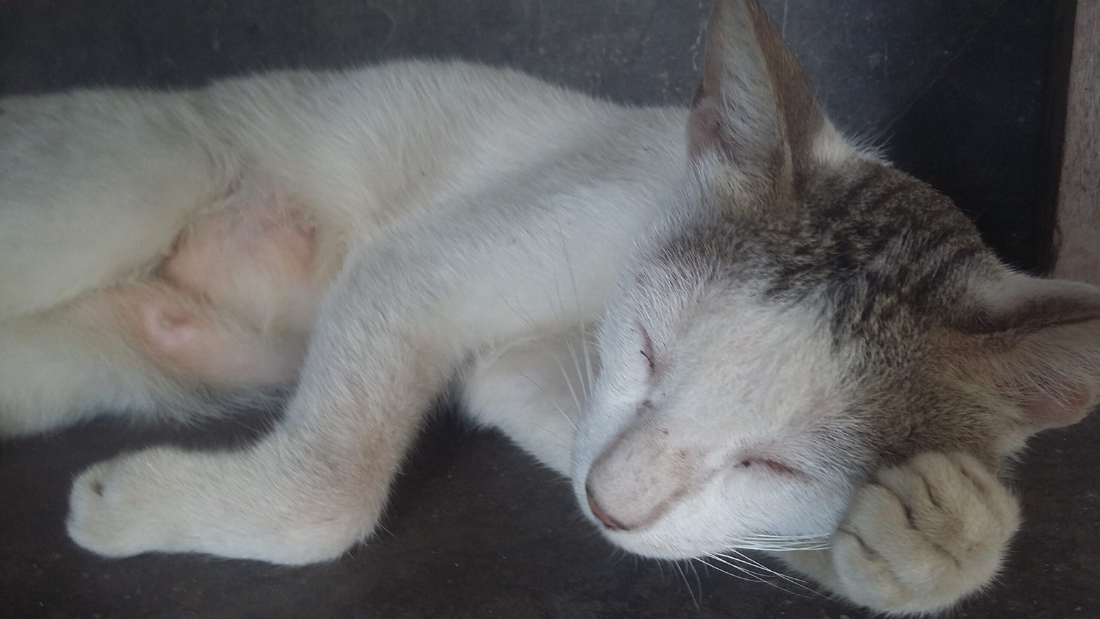 Sleeping with Their Eyes Half Closed (image credits: wikimedia)