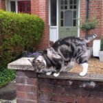 12 Cat Behaviors That Mean You’ve Created a Safe Space