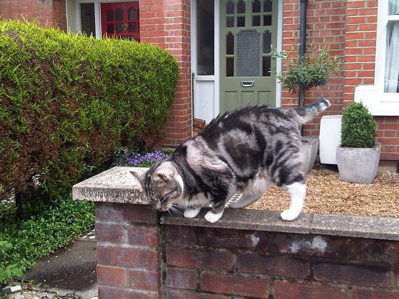 12 Cat Behaviors That Mean You’ve Created a Safe Space