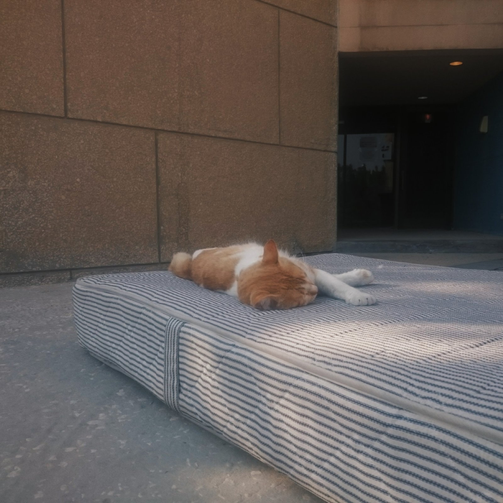 Preference For Larger Sleeping Spaces (image credits: wikimedia)