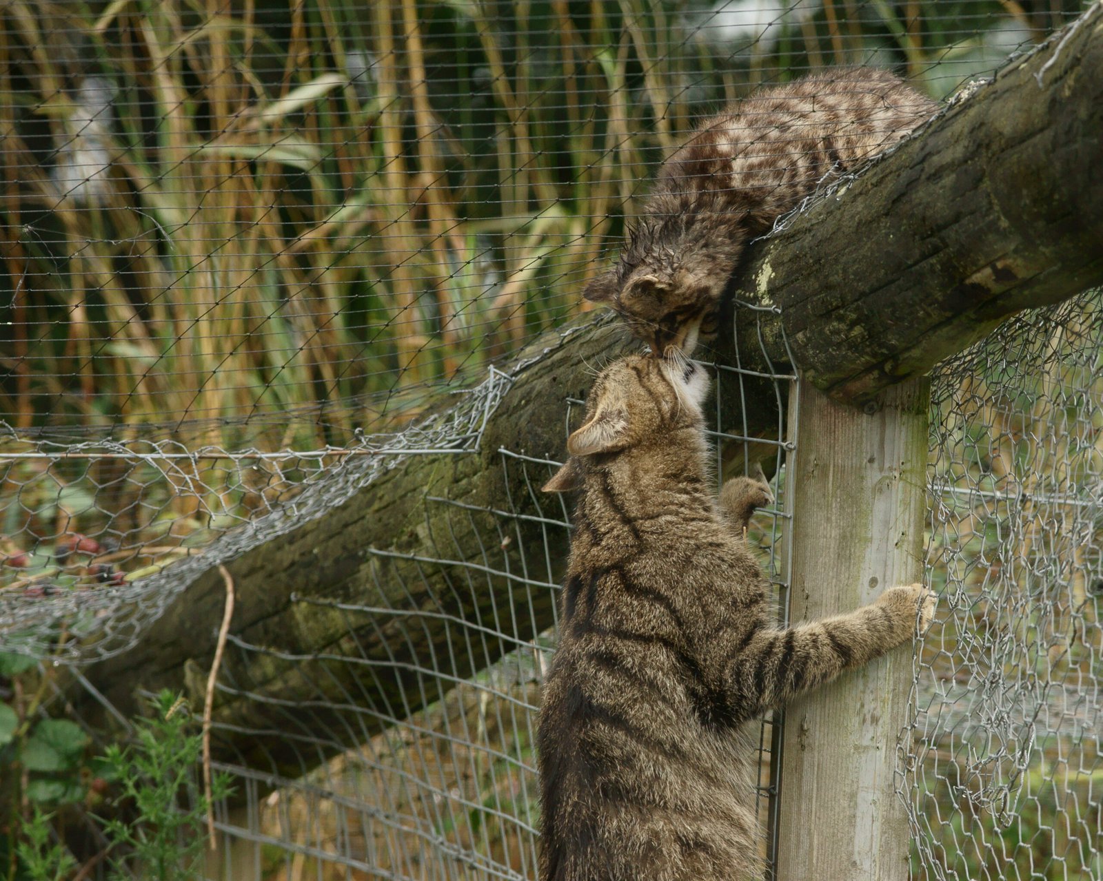 Playfulness: Feeling Free to Be Silly (image credits: wikimedia)
