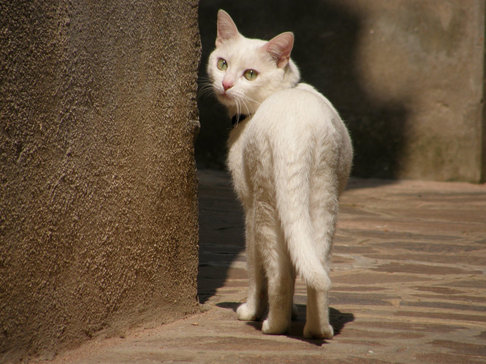 Showing Their Back: Trust Without Words (image credits: wikimedia)