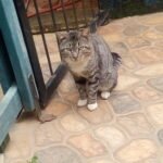 10 Signs Your Cat Feels Emotionally Regulated With You