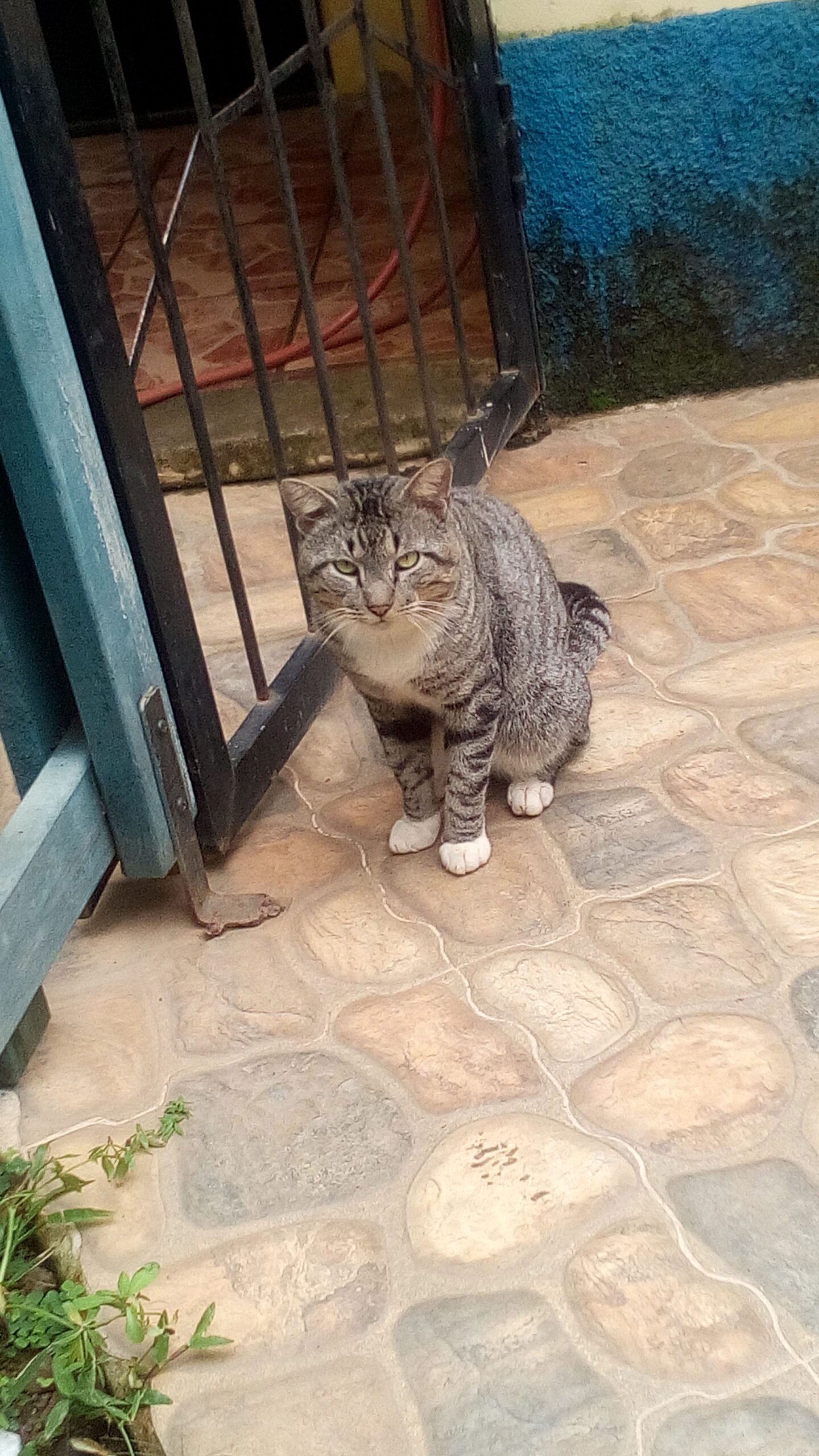 10 Signs Your Cat Feels Emotionally Regulated With You