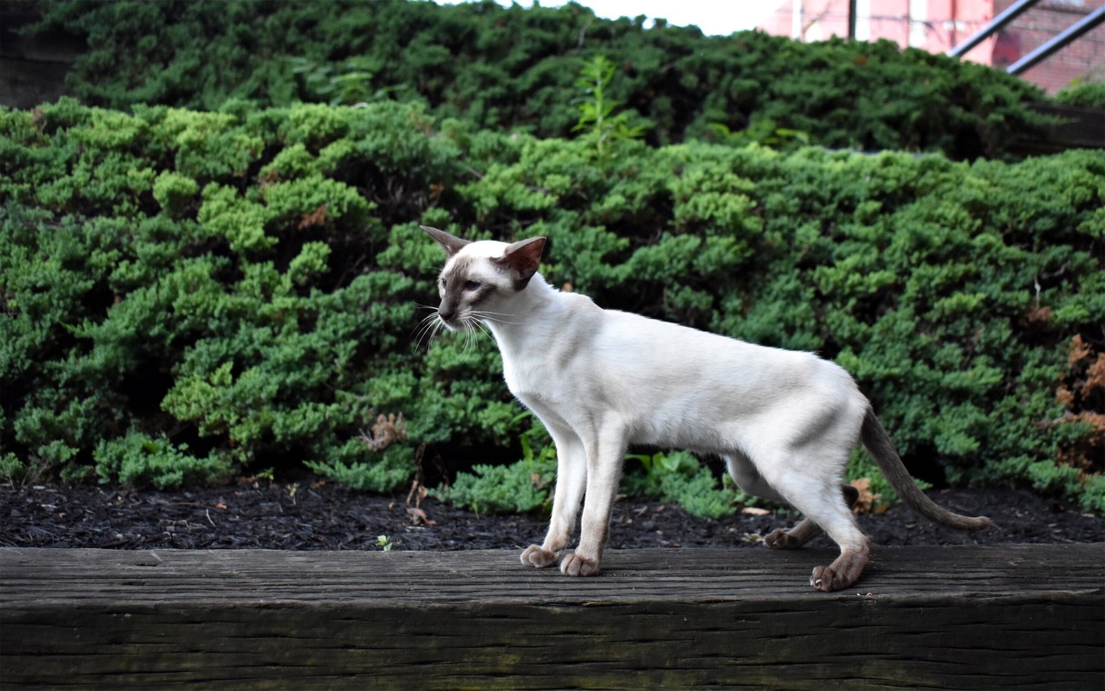 Siamese: Talkative Companions in Daily Life (image credits: wikimedia)