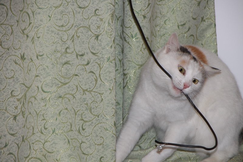 Playfulness and Exploration (image credits: wikimedia)