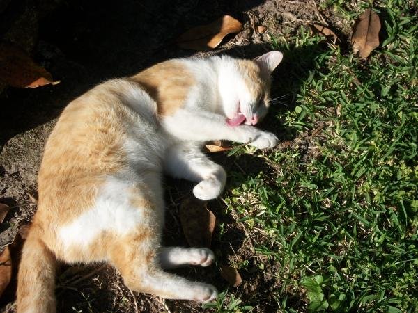 Impeccable Cleanliness (image credits: wikimedia)